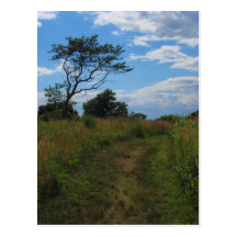 Árboles en un campo de trigo tarjetas postales