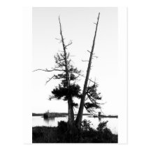 Árboles en V Postales