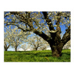 Árboles frutales en la floración, Hood River, Oreg Tarjeta Postal