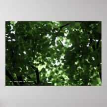 árboles poster