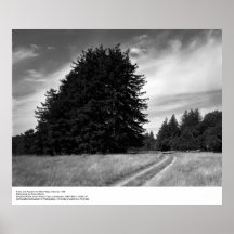 Árboles y camino, febrero de 1966, Ansel Adams Posters
