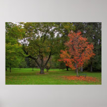 ARBORETO DEL PINZÓN POSTER