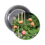 Arbusto color de rosa pins