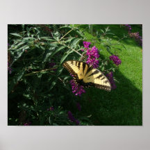 arbusto de mariposa en la floración poster