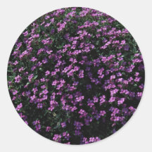 Arbusto del Lobelia Etiqueta