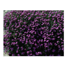 Arbusto del Lobelia Tarjetas Postales
