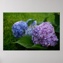 Arbusto púrpura y azul de la flor del hydrangea impresiones