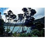 Arbustos y playa, isla de Manuka de Stewart Escultura Fotografica