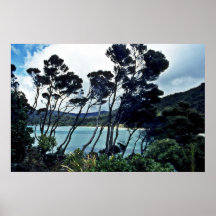 Arbustos y playa, isla de Manuka de Stewart Poster