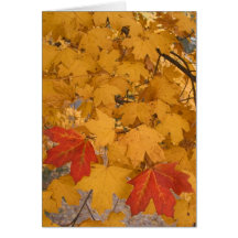 Arce de la Florida en otoño Tarjetón