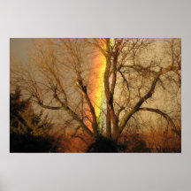 Arco iris a través de los árboles poster