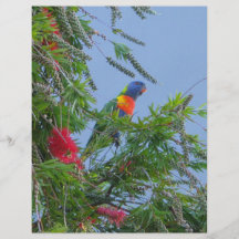 Arco iris Lorikeet Flyer A Todo Color