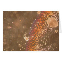 Arco iris micro felicitaciones