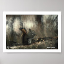Ardilla #01 del Redtail, (c) Jack Taylor, Zazzle.c Impresiones