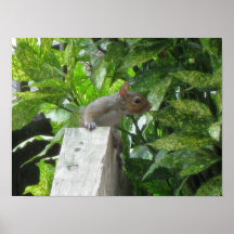 Ardilla curiosa posters