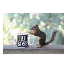 Ardilla "de Boss" Foto