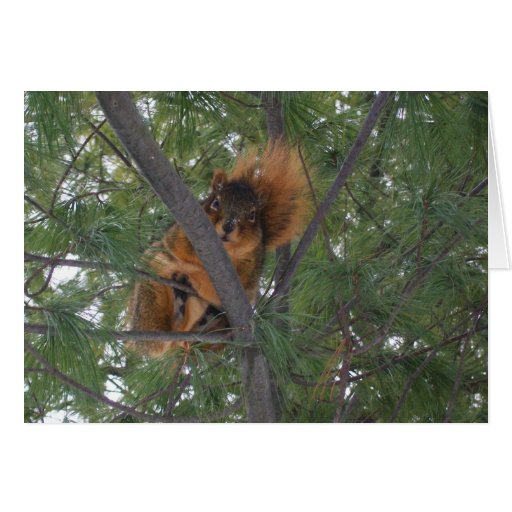 Ardilla de Fox del invierno en árbol de pino Tarjetón