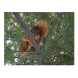 Ardilla de Fox del invierno en árbol de pino Tarjeta Postal