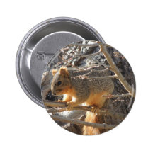 Ardilla de Fox Pin