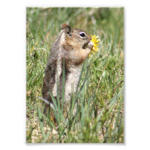 Ardilla de tierra que come la flor fotografia