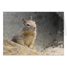Ardilla de tierra tarjeta