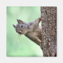 Ardilla en un árbol imán de nevera