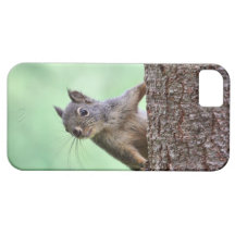 Ardilla en un árbol iPhone 5 Case-Mate fundas