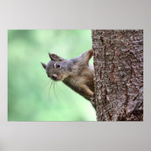 Ardilla en un árbol poster