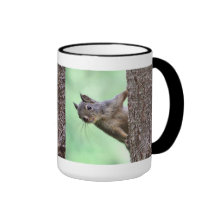 Ardilla en un árbol tazas de café