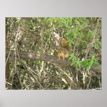 Ardilla en una impresión de la foto del árbol poster