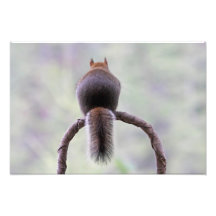 Ardilla enojada cojinete