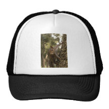 ardilla gorra