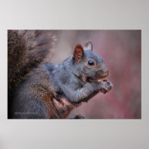 Ardilla gris poster