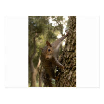 ardilla postal