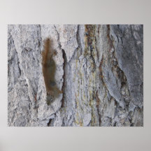 Ardilla Poster