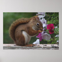 Ardilla roja y petunias posters