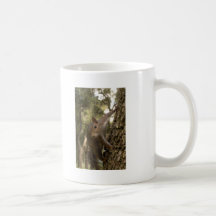 ardilla tazas de café