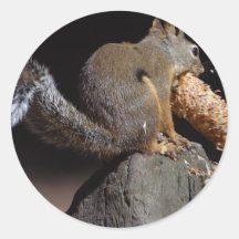 Ardillas que comen las colas Pinecones Etiquetas