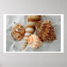 arena blanca i de los seashells poster