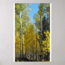 Arizona Aspen Posters