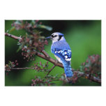 Arrendajo azul, cristata 2 de Cyaoncitta Fotografías