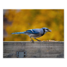 Arrendajo azul de la caída fotos