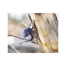 Arrendajo azul del invierno lona envuelta para galerias
