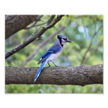 Arrendajo azul del verano fotos
