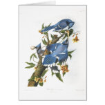 Arrendajo azul, John James Audubon Felicitación
