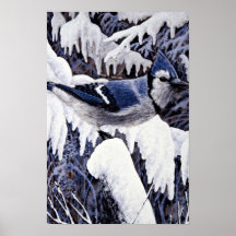 Arrendajo azul poster