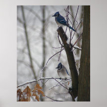 Arrendajos azules en invierno posters