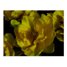 Arte amarillo del tulipán postales