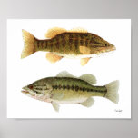 Arte bajo del Smallmouth y de la perca americana Impresiones