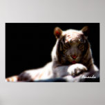 Arte blanco del tigre del espejismo poster